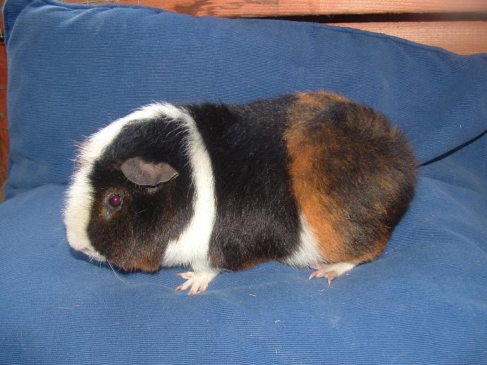 Black fashion teddy guinea pig